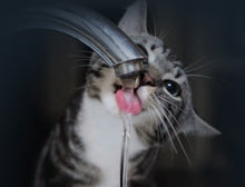 DOGNESS Pet Automatic Water Dispenser Cat and Dog Intelligent Water Dispenser Fully Automatic Circulation Flow Small 1L White D03