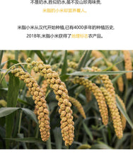 Mizhi millet Shaanxi yellow millet Mizhi county new millet yellow millet Shanbei specialty baby oil millet porridge