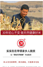 Shaanxi rice fat millet 2022 new millet porridge yellow millet Shaanbei millet new rice oil millet cereals 5 jin