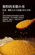 [Mizhi millet] Shaanxi new millet Northern Shaanxi rice yellow millet Congee small yellow millet new rice grains 1000g